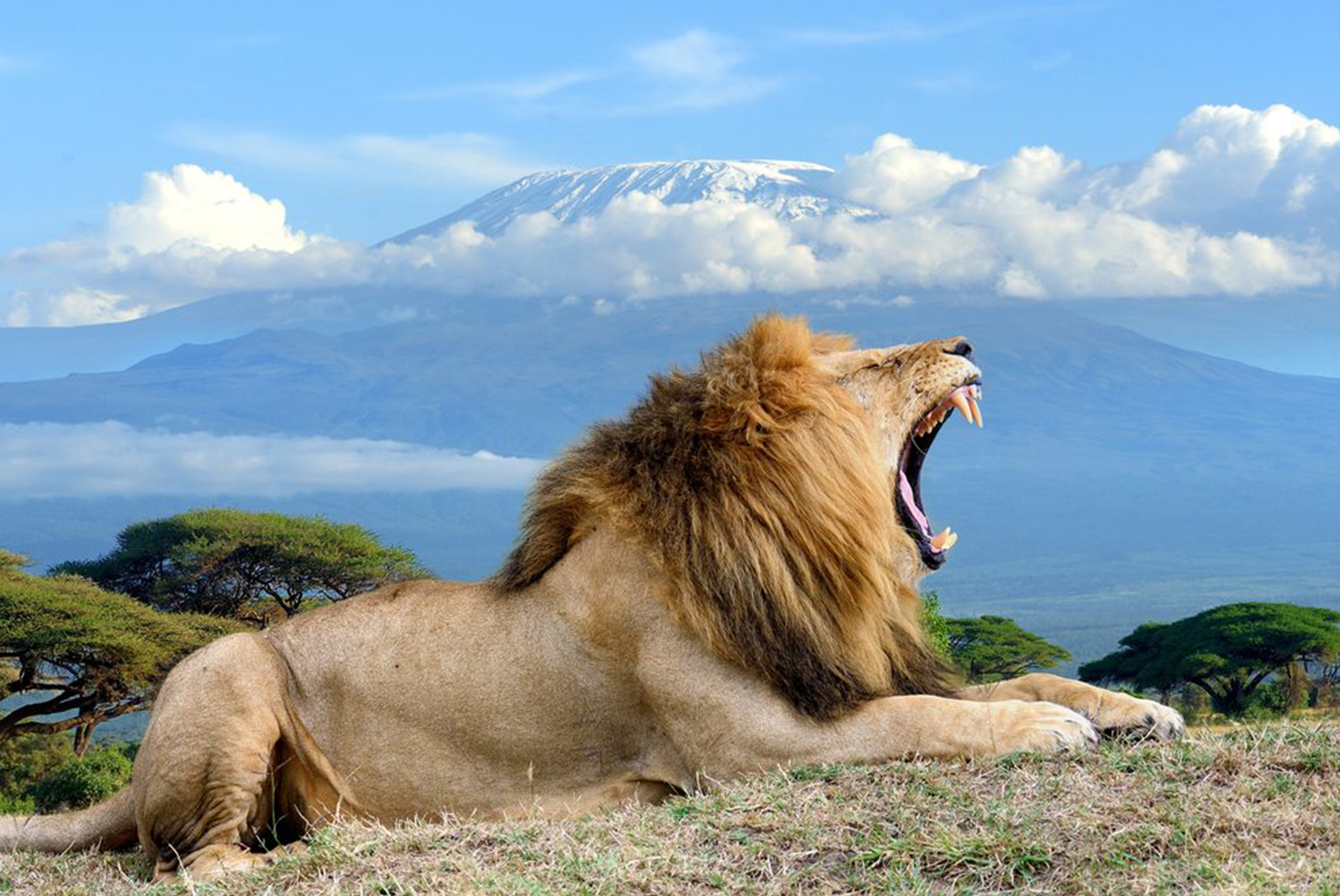 Amboseli National Park male lion