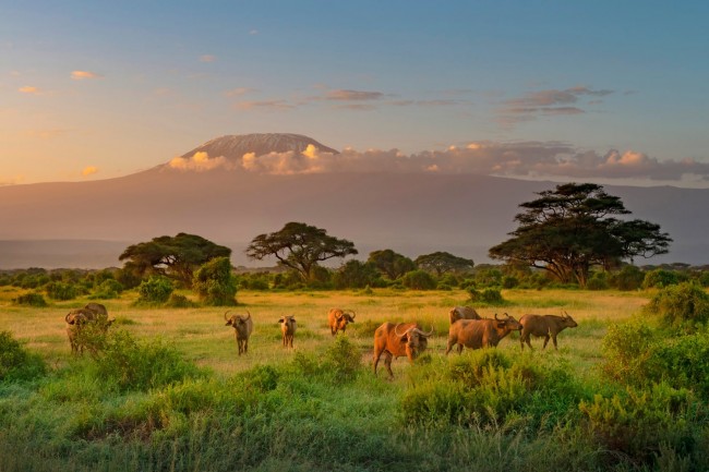 amboseli_1766609975_1