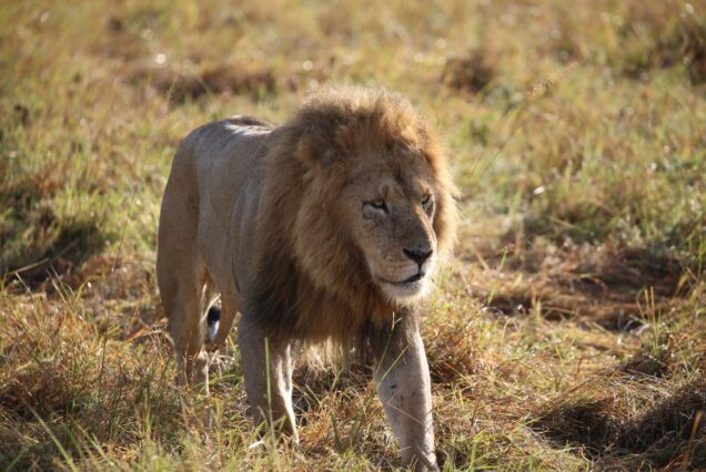 7 Days 6 Nights of Unforgettable Luxury on a Private Magical Kenya Safari