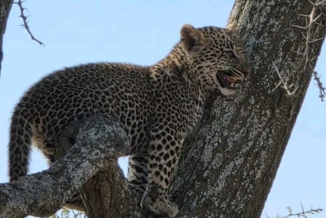 3-Day Epic Great Migration Safari: Ndutu & Ngorongoro Crater