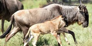 4-Day Ndutu Wildebeest Migration Calving Season Safari